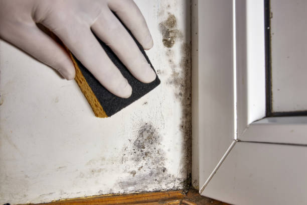 Best Asbestos and Lead Testing During Mold Inspection  in Advae, NC